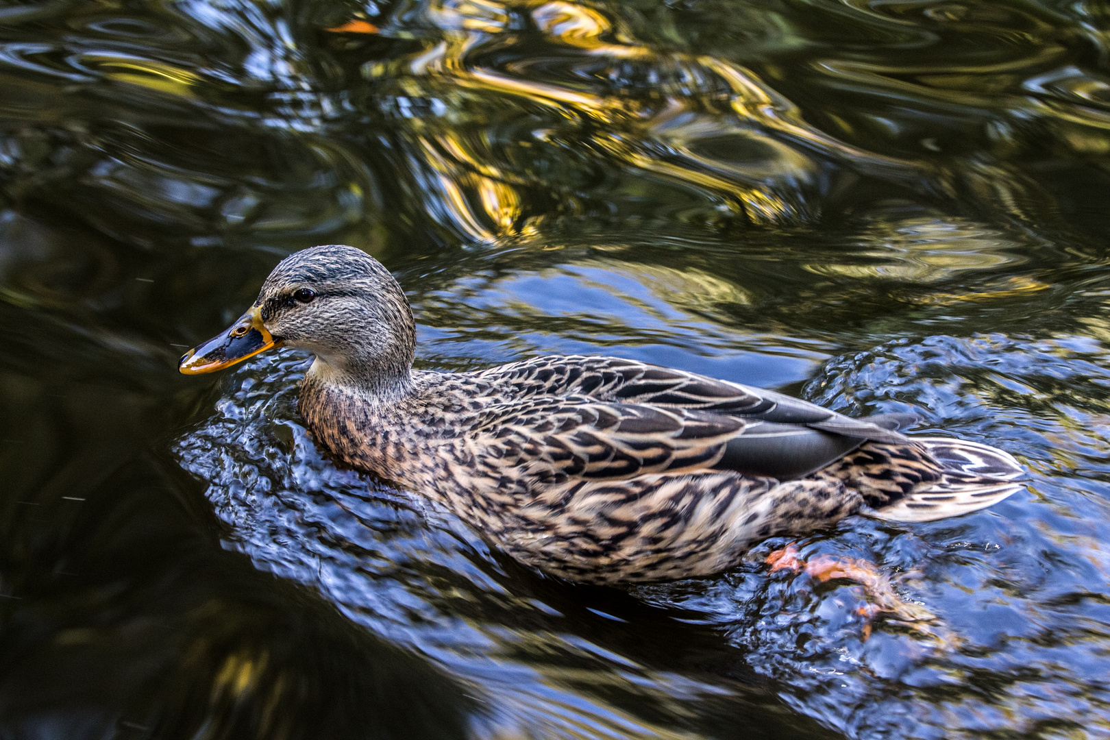 Eine Ente gibt Vollgas