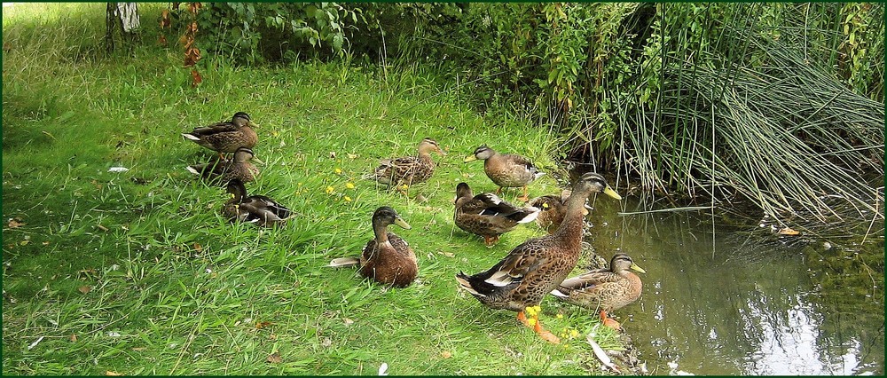 Eine Ente ging extrem aufrecht....