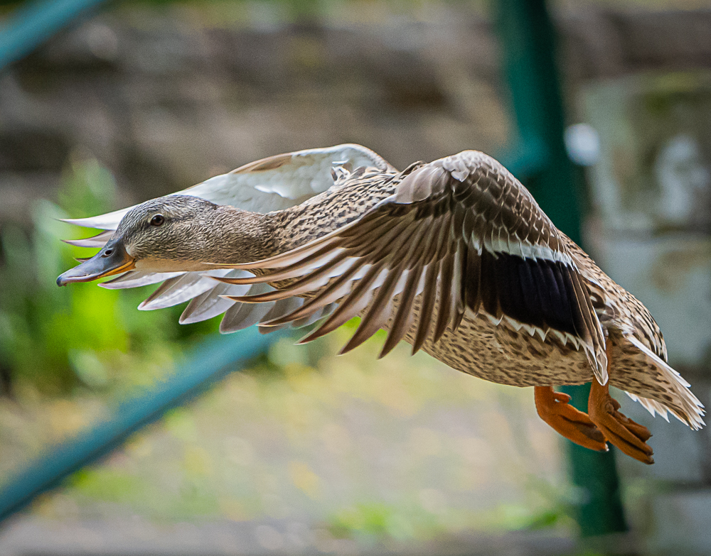 Eine Ente im Flug