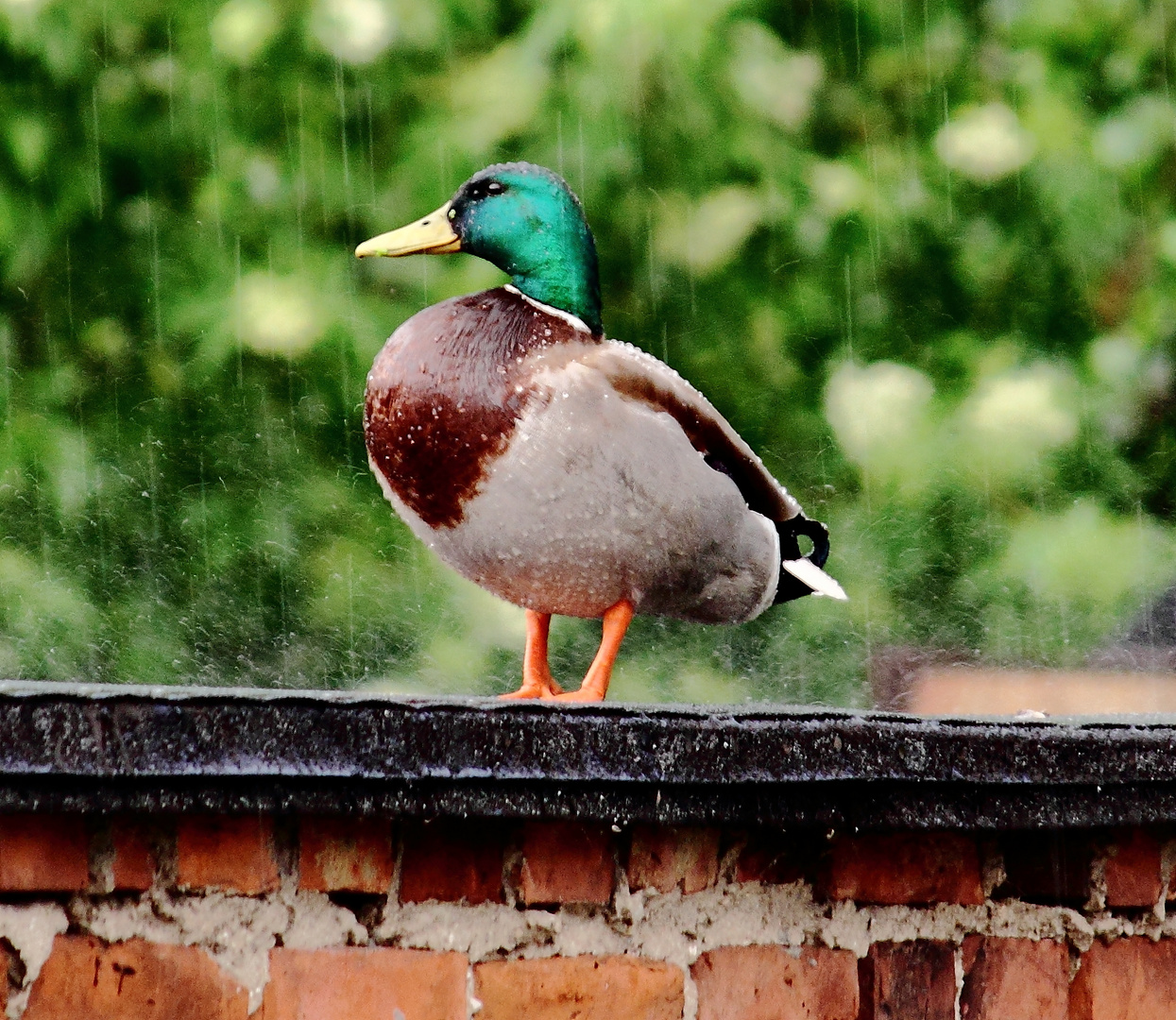 eine Ente im Regen