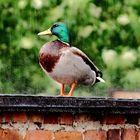 eine Ente im Regen