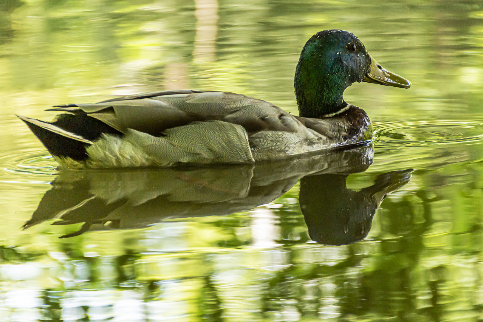 Eine Ente im Stadtpark Hain bei Bamberg