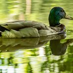 Eine Ente im Stadtpark Hain bei Bamberg