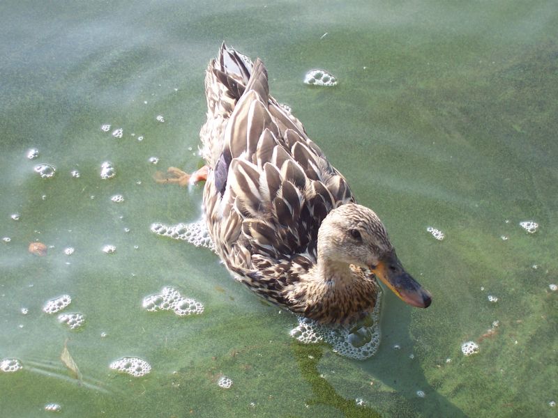 Eine Ente im Titisee