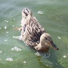 Eine Ente im Titisee