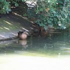 Eine Ente in Citadelpark