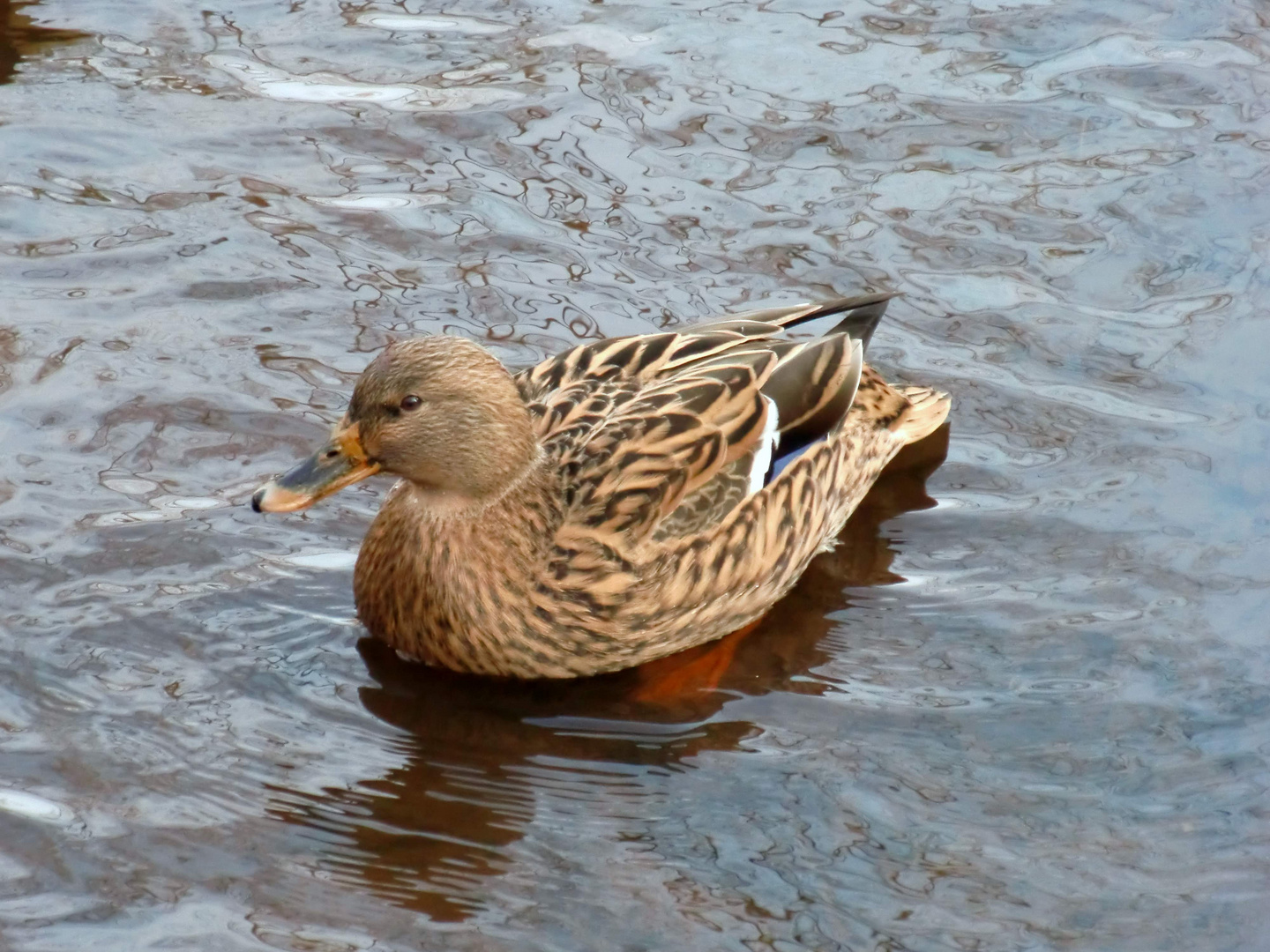 Eine Ente in einem Oldenburger Teich