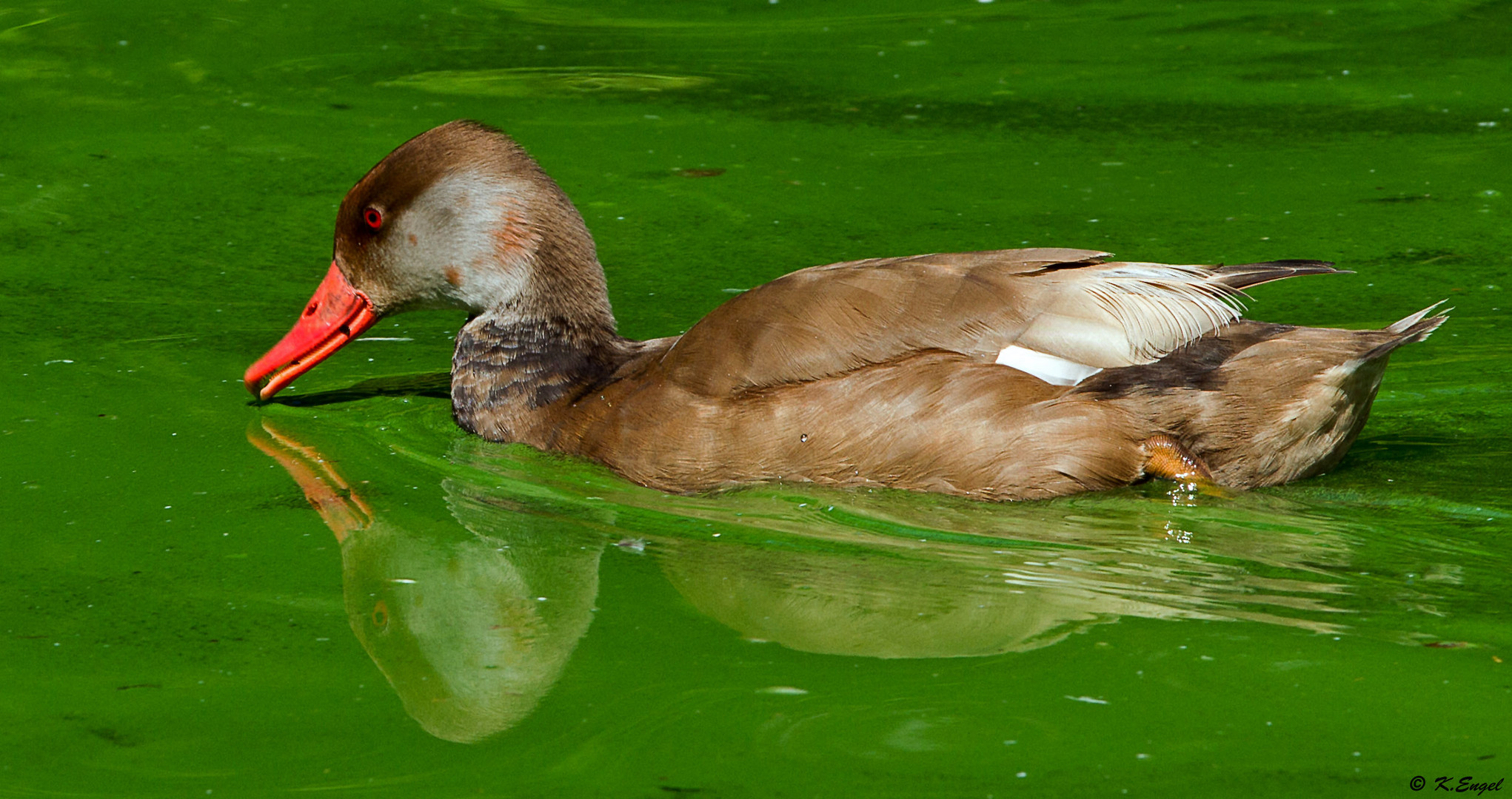 Eine Ente in grün !!