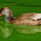 Eine Ente in grün !!