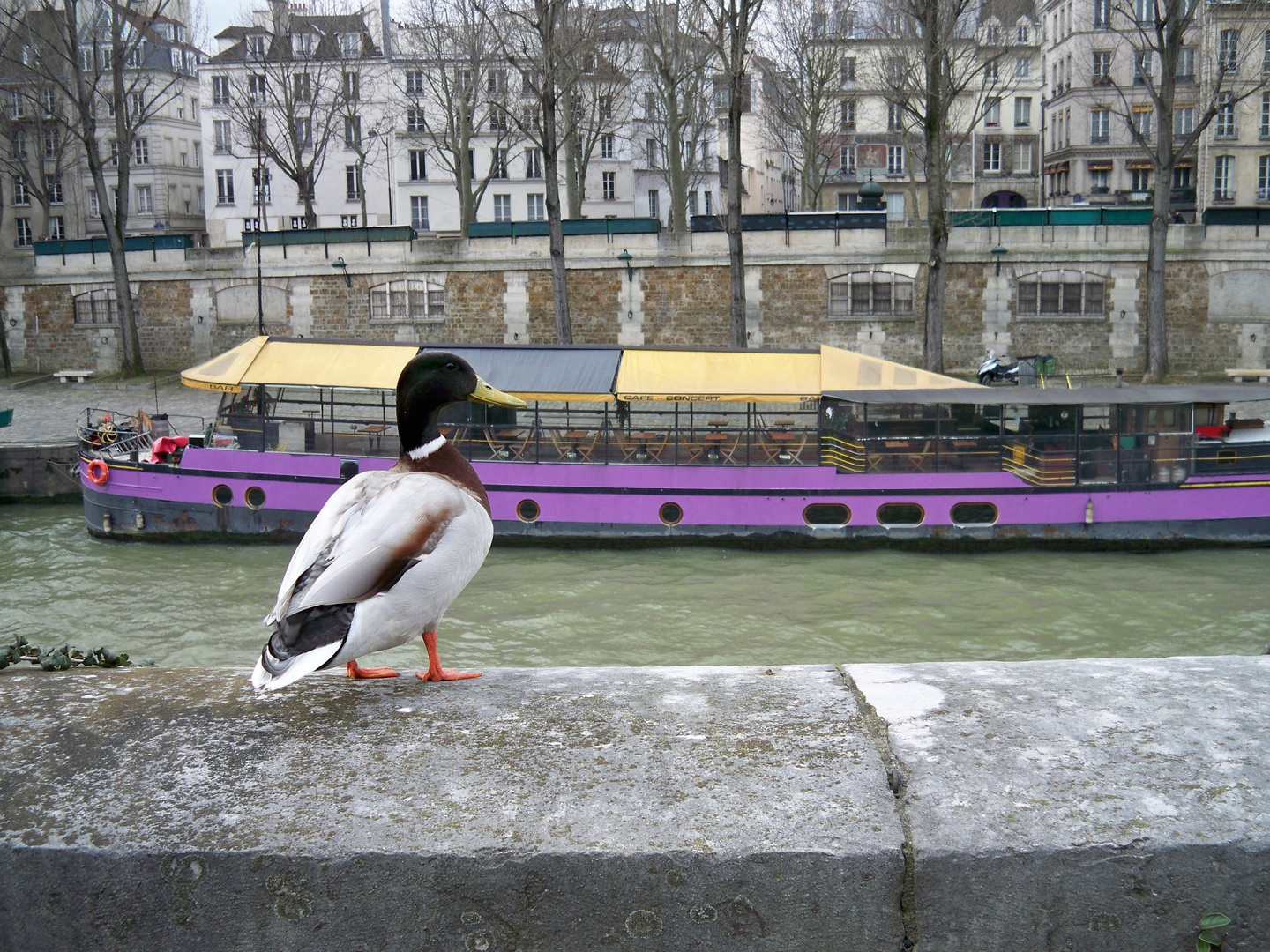 Eine Ente in Paris an der Saine