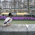 Eine Ente in Paris an der Saine