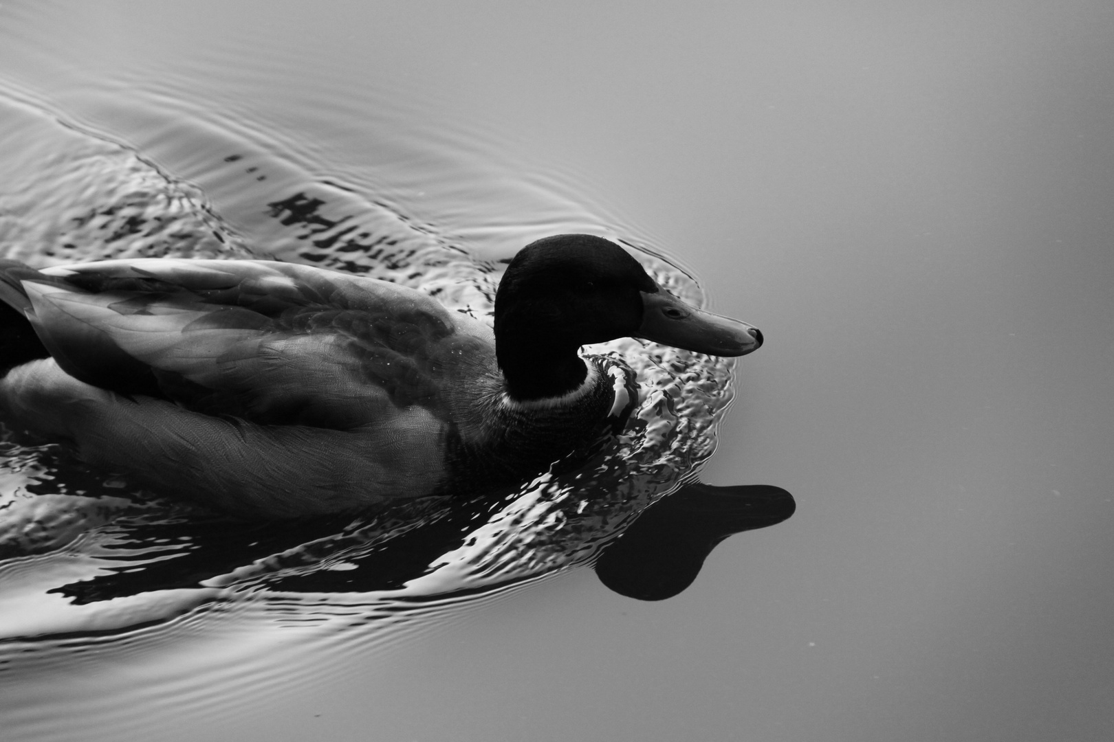 Eine Ente in Schwarz-Weiß