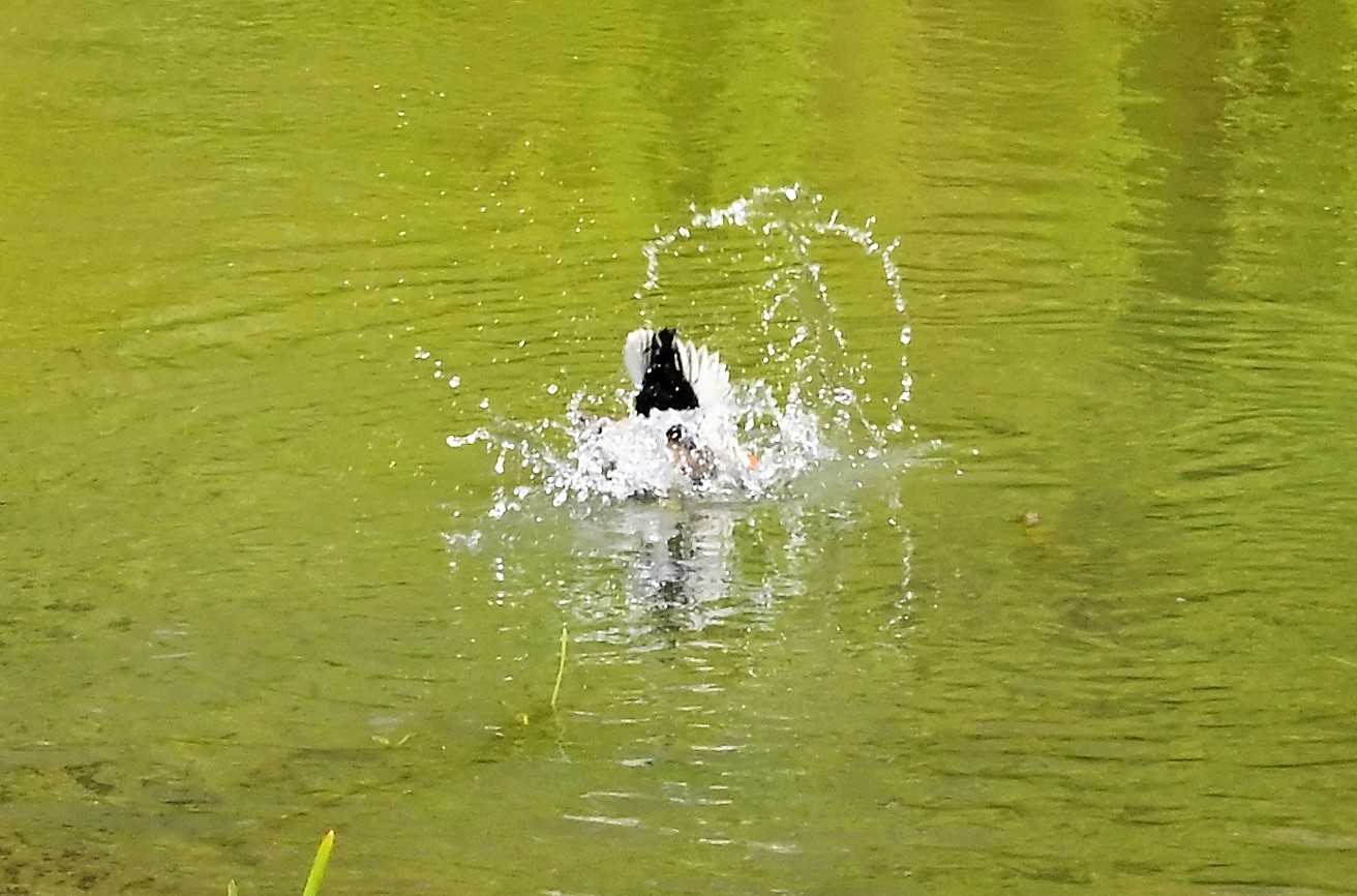 Eine Ente in Wasser