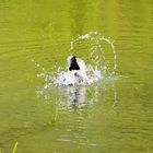 Eine Ente in Wasser