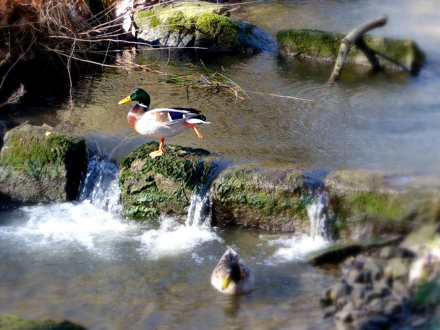 Eine Ente kam geschwommen .........