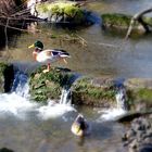 Eine Ente kam geschwommen .........