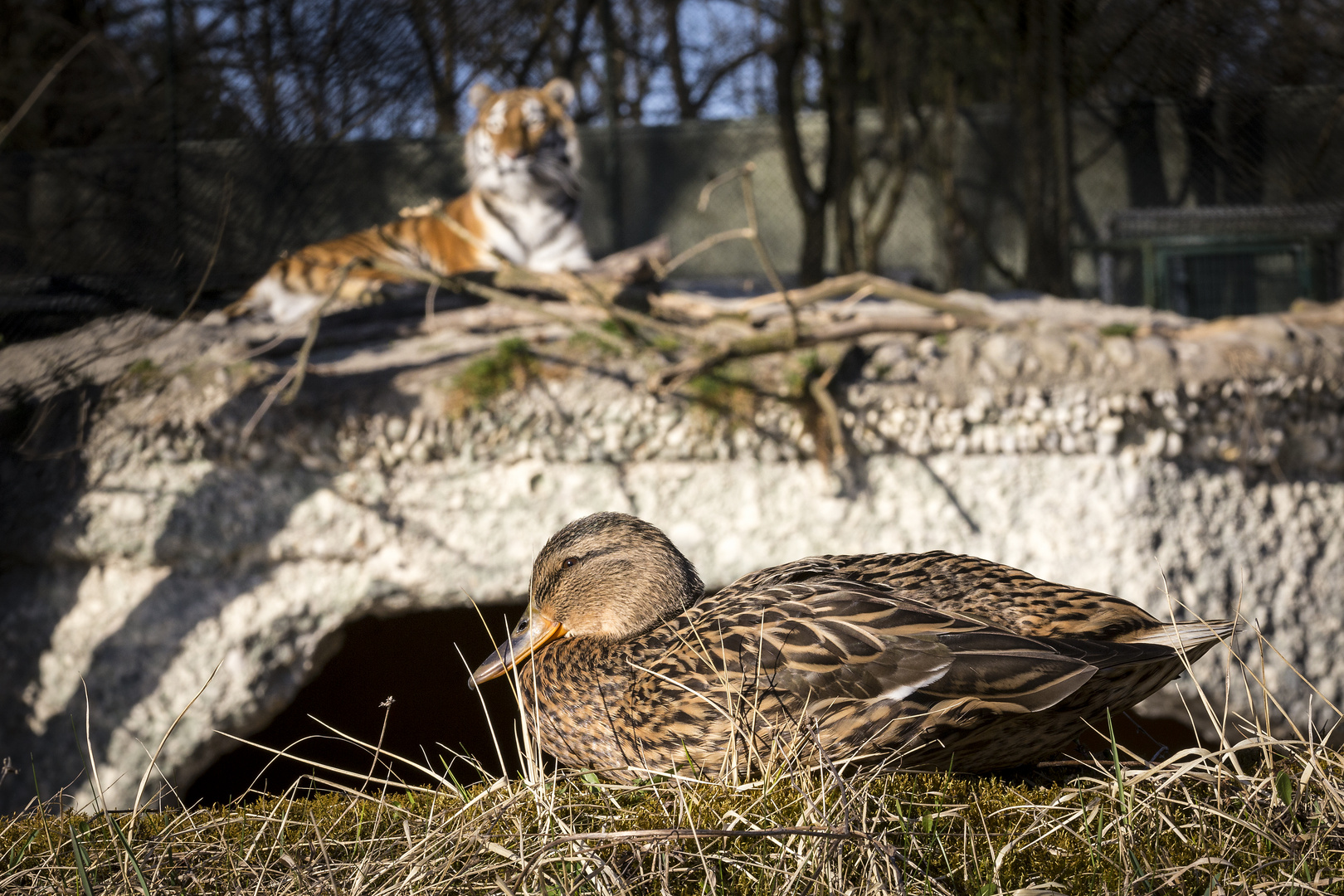 Eine Ente liebt die Gefahr