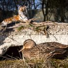 Eine Ente liebt die Gefahr