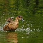 Eine Ente macht viel Wirbel