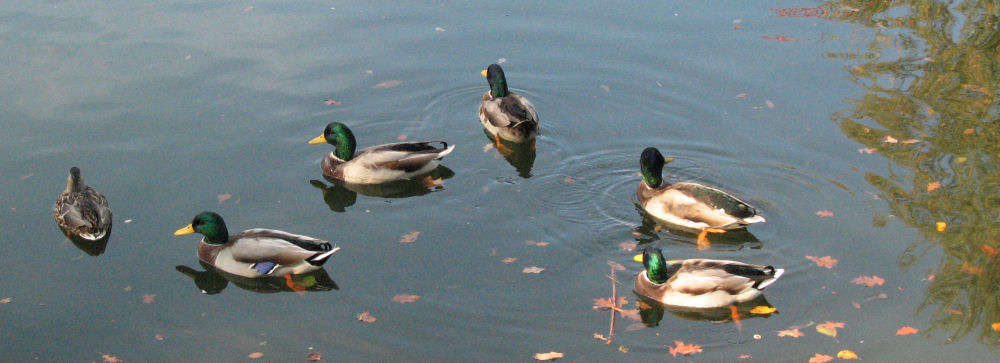 Eine Ente mit 5 wachsamen Bodyguards