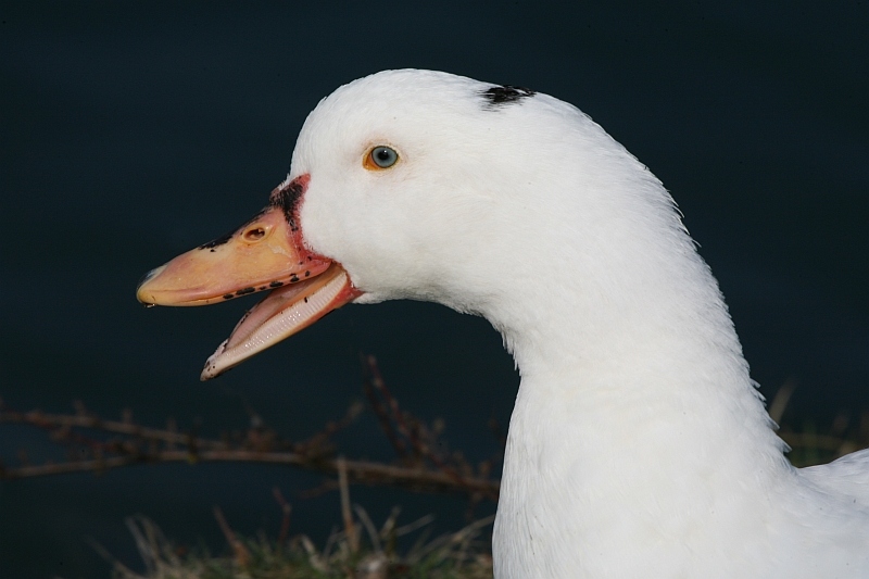 Eine Ente namens Ducky Duck ...