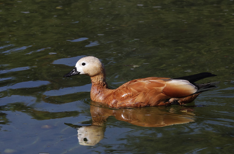 ...eine Ente...? - nein, es ist eine Rostgans (Dank an Obelix und Andreas E.S.)