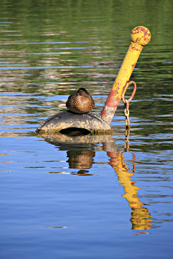 Eine Ente rastet