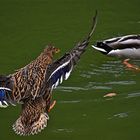 Eine Ente setzt zur Landung an.