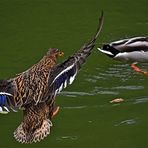 Eine Ente setzt zur Landung an.