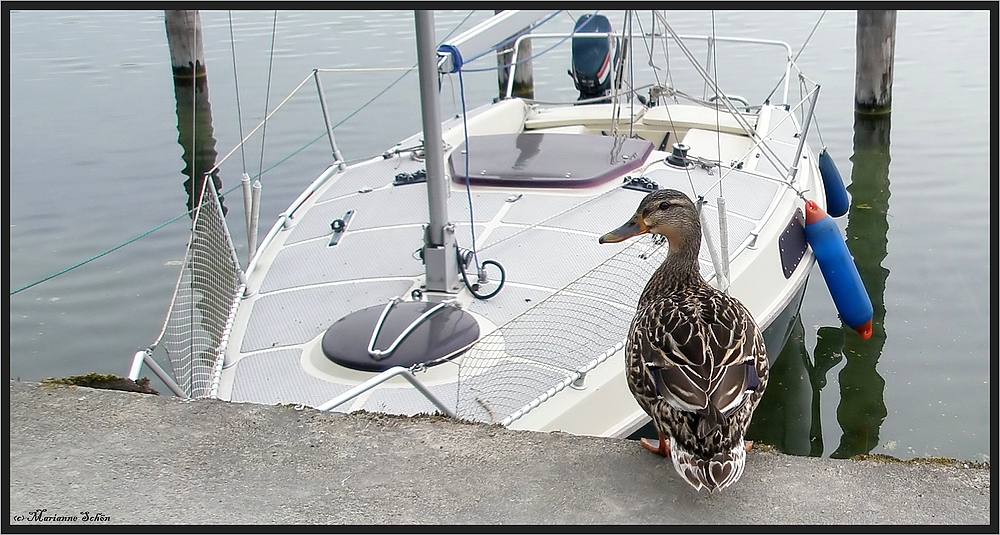 Eine Ente zeigt Herz...