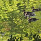 Eine Enten-Kinderschar ...