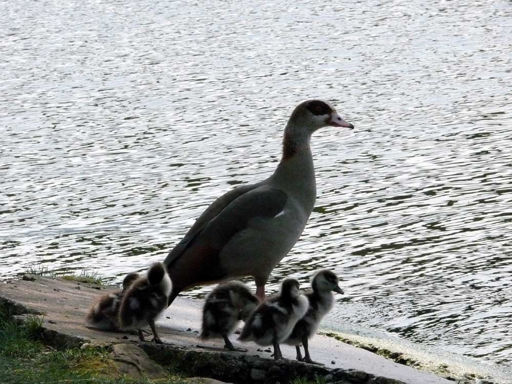 Eine Entenfamilie