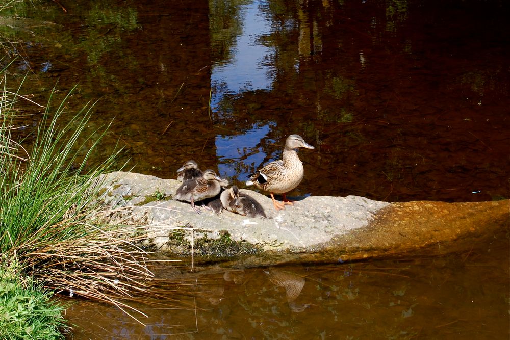 Eine Entenfamilie…