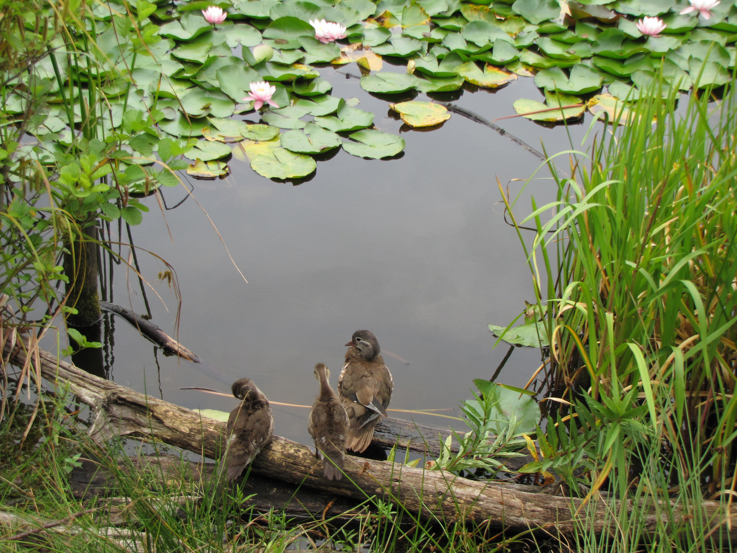 Eine  Entenfamilie an Seerosenteich