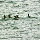 Eine Entenfamilie gab es auch am See bei den Schwänen und Haubentauchern.