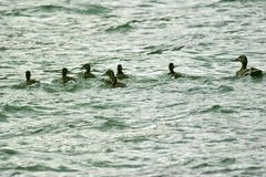 Eine Entenfamilie gab es auch am See bei den Schwänen und Haubentauchern.