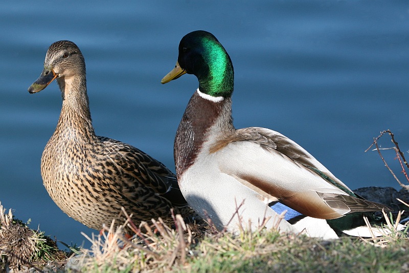 Eine Entenliebe im Frühling an der Isar