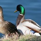 Eine Entenliebe im Frühling an der Isar