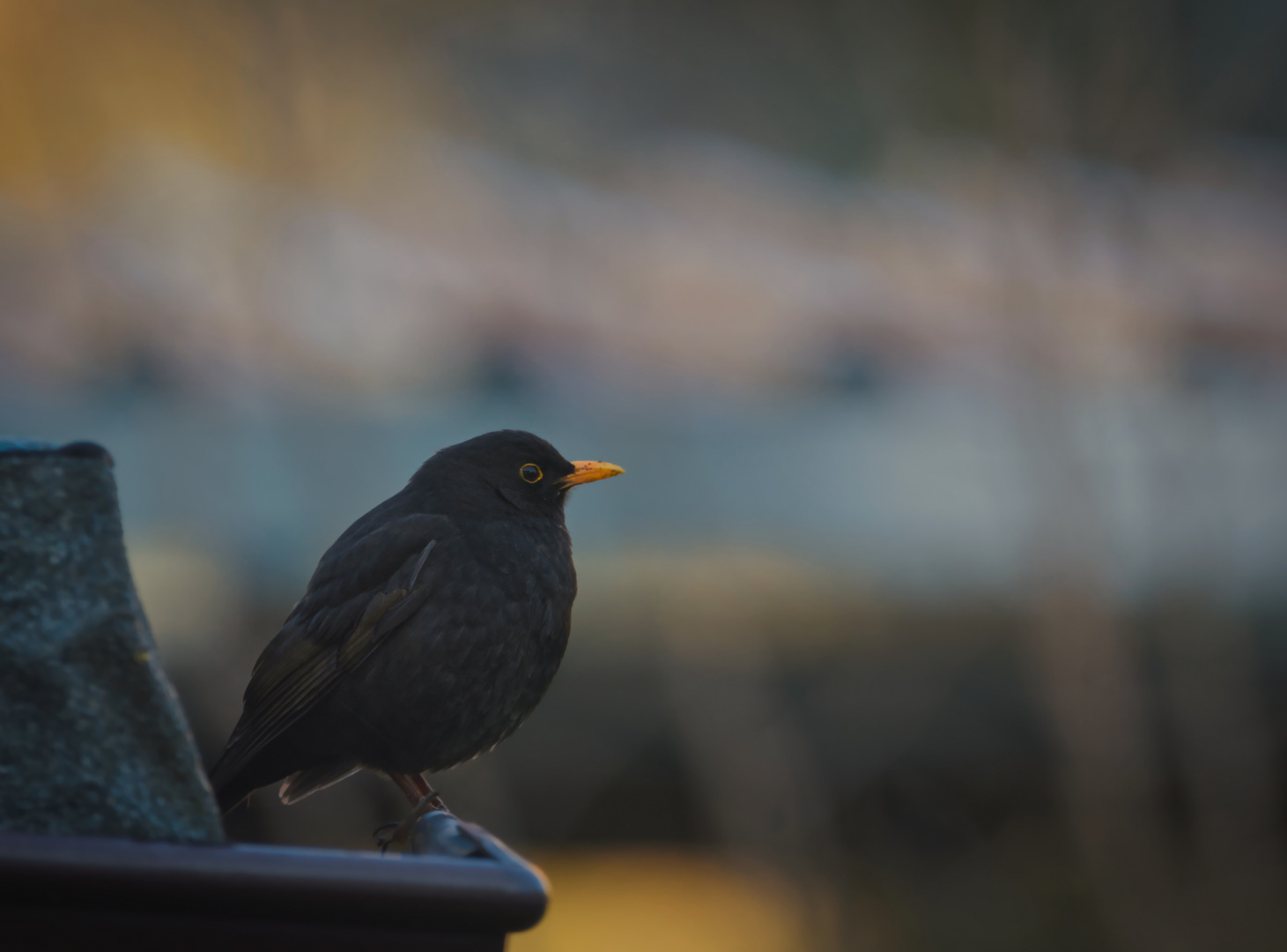 Eine entspannte Amsel