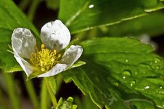 Eine Erdbeerblüte