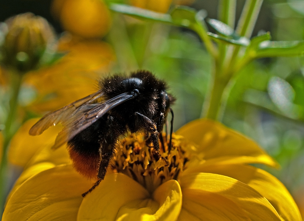 eine Erdhummel