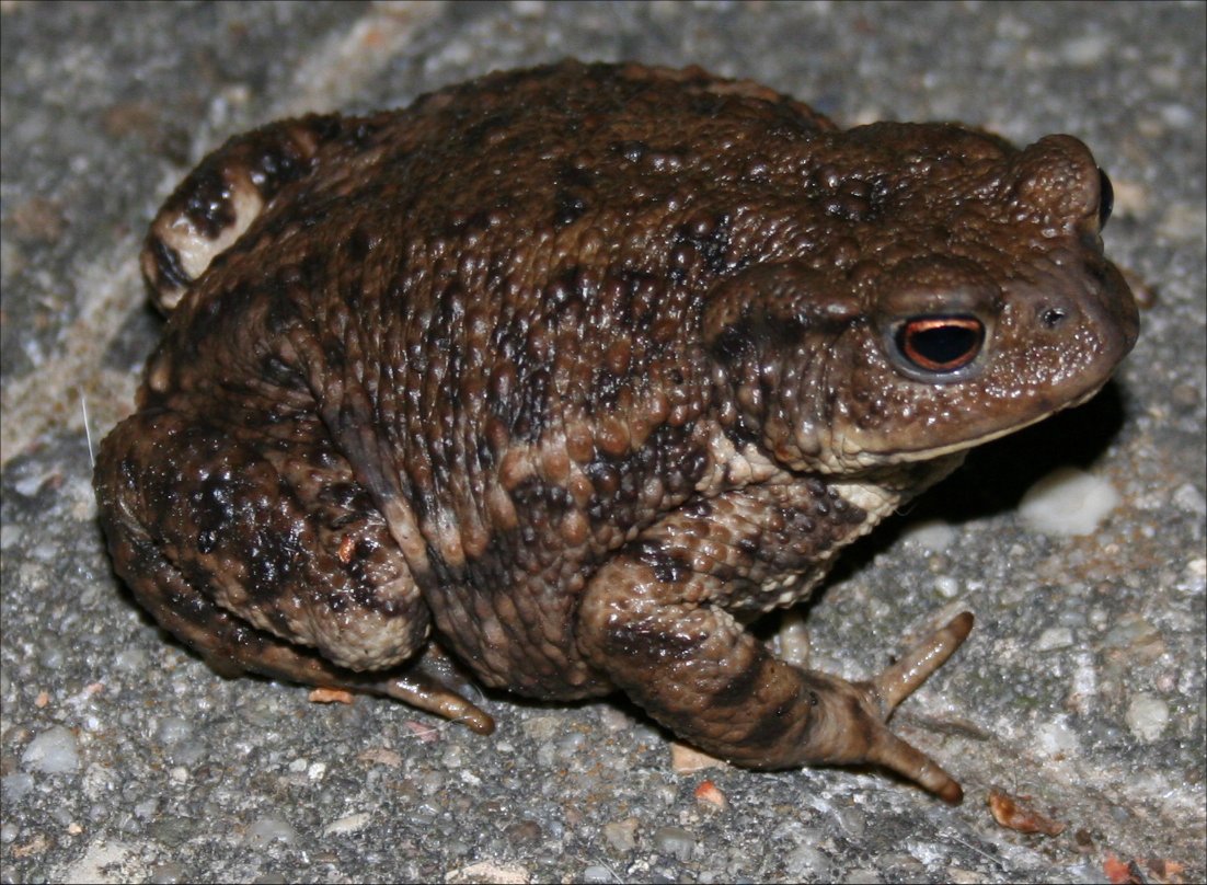 Eine ERDKRÖTE (Bufo bufo) ?