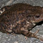 Eine ERDKRÖTE (Bufo bufo) ?