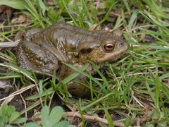 Eine Erdkröte (Bufo bufo) auf dem Weg ins Wasser