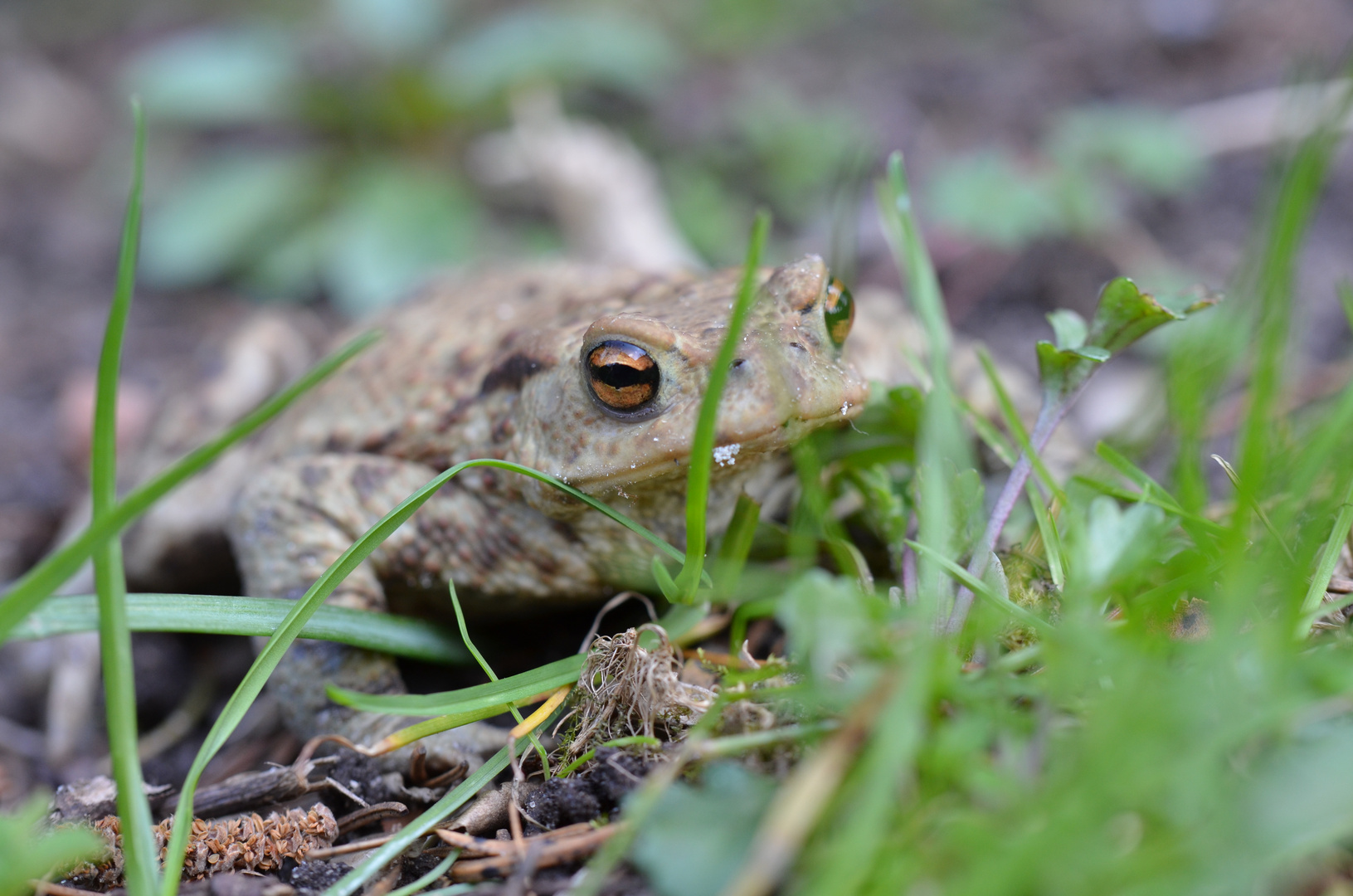 eine Erdkröte im Garten Foto & Bild tiere, wildlife, amphibien