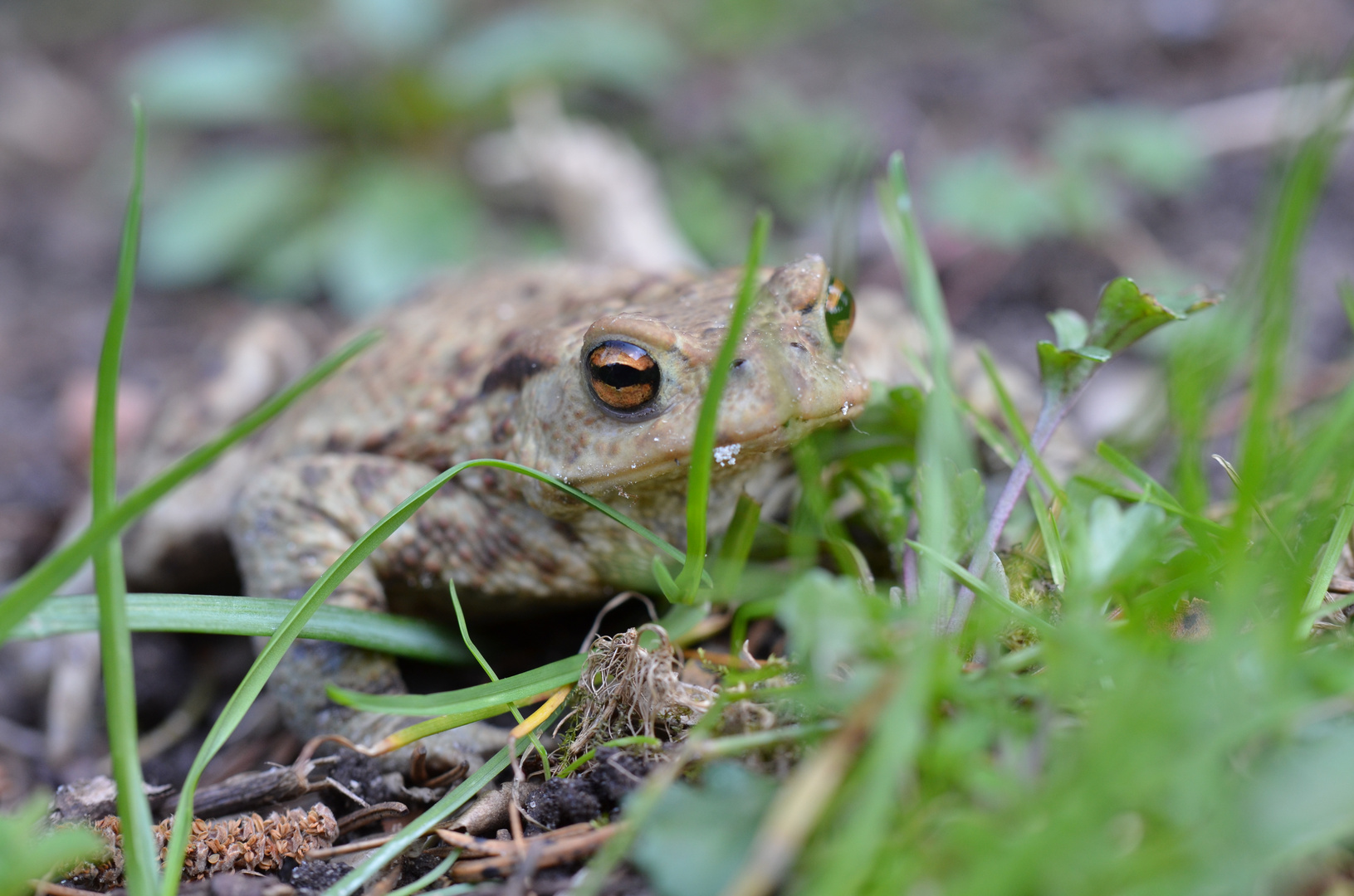 eine Erdkröte im Garten