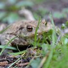 eine Erdkröte im Garten