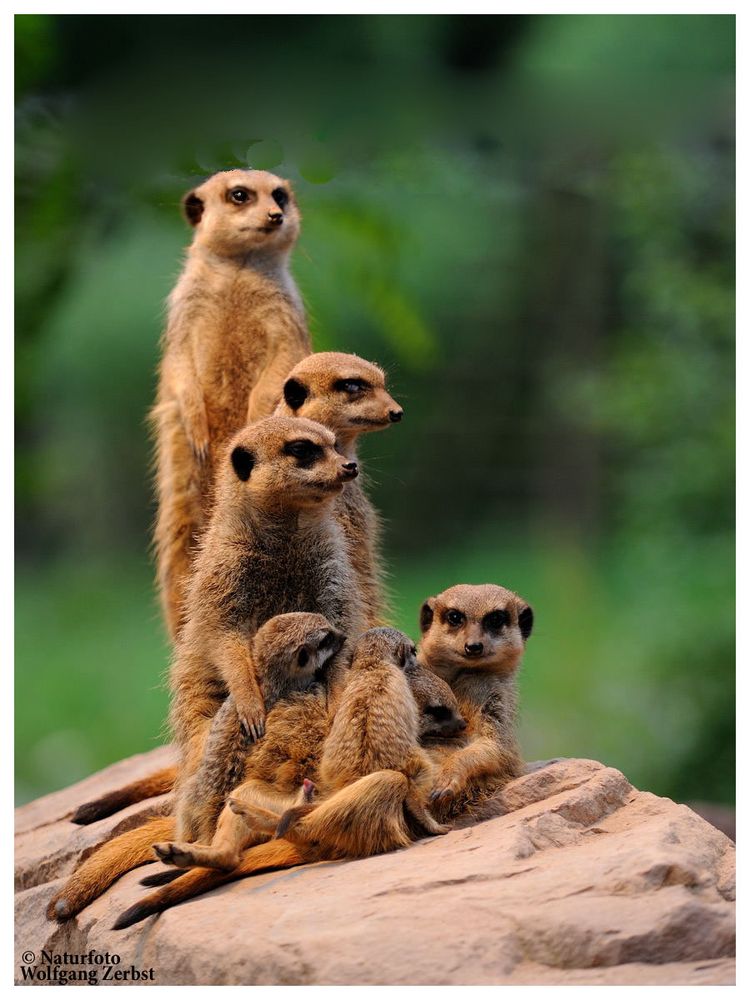 ---- Eine Erdmännchen Familie ----