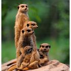 ---- Eine Erdmännchen Familie ----