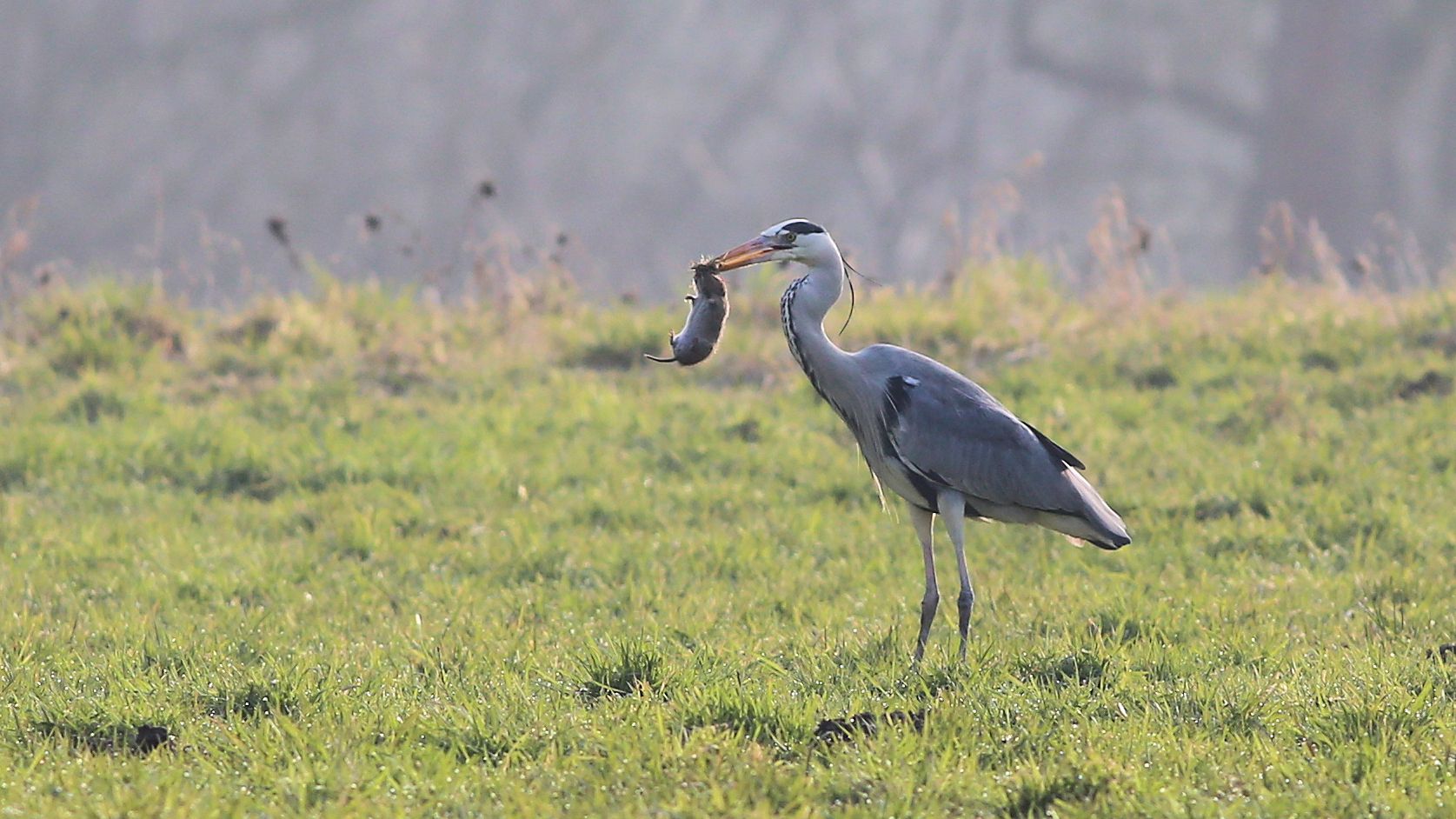 Eine erfolgreiche Jagd...-3-